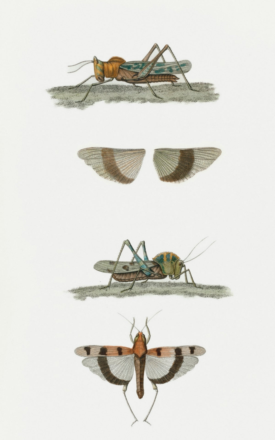 Four detailed illustrations of grasshoppers and their wings.